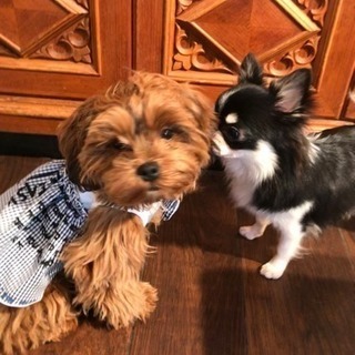 【関西】【犬】わんちゃん仲間募集中♡