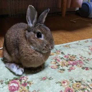 動物が好きな人...