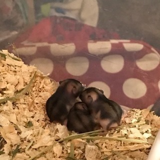 ジャンガリアンハムスター赤ちゃん阿見か南流山