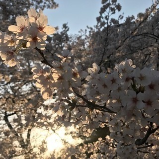 🌸お花見しましょう🌸