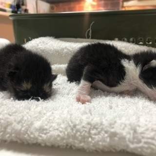 生まれたての子猫