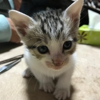 子猫貰ってくださいฅ(=･ω･=)ฅ