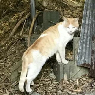成猫ちゃん