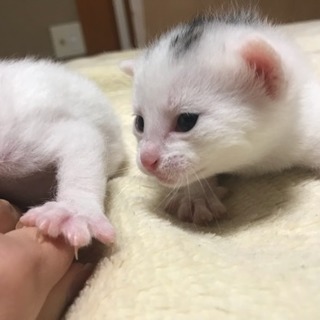 子猫