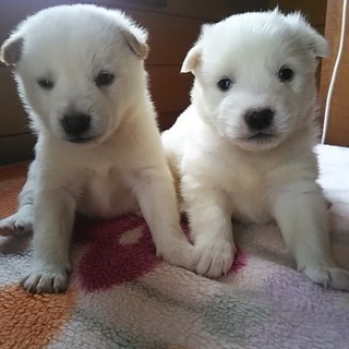 チコandチロ ❗️一カ月の兄妹。