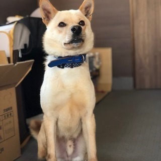 【譲渡】保健所から引き取った柴犬MIX。