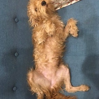 mix犬