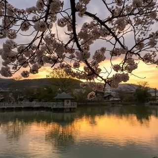 4/7(土)長岡天満宮でお花見しませんか？＼(^o^)／🌸 - 京都市