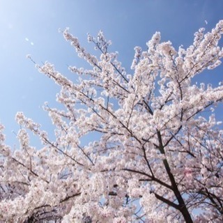 4/7(土)長岡天満宮でお花見しませんか？＼(^o^)／🌸 − 京都府