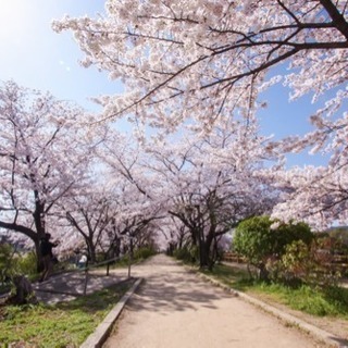 4/7(土)長岡天満宮でお花見しませんか？＼(^o^)／🌸 - メンバー募集