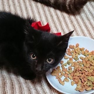 可愛い黒猫姉妹