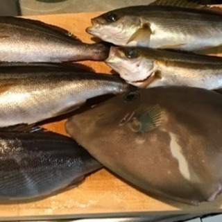 ☆仲間大募集☆ みんなで海で船釣り