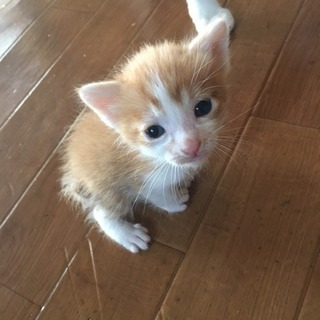 子猫2匹♡再募集です！！