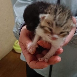 ぬいぐるみのように愛らしい赤ちゃん猫！