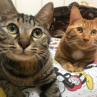 どなたかいらっしゃいませんか？？至急お願いします（ ;  ; ）