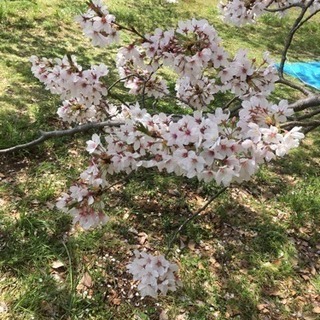 ウォーキング 今週のスケジュール 4/2〜