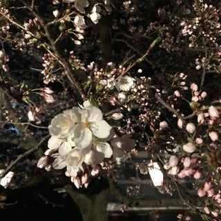 平日休み組も花見楽しみたい🌸