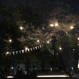 本日今から南池袋公園で花見