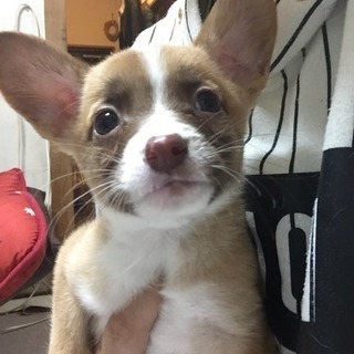 里親募集子犬