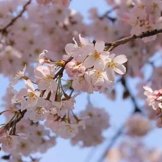 ４／７ (土)お花見 in 上野公園🌸14：00～