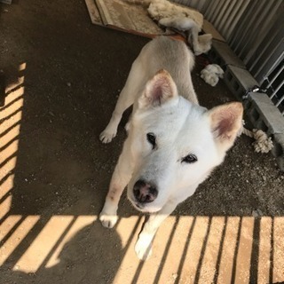 紀州犬（血統書付き）里親さん急募‼️ - 今治市