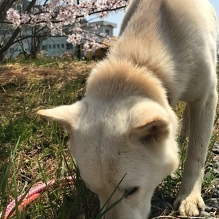 紀州犬（血統書付き）里親さん急募‼️ − 愛媛県