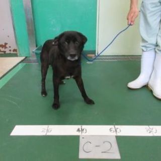 ① 沖縄で収容されてるワンちゃん🐶