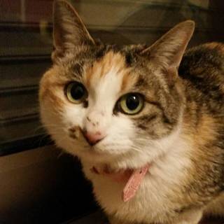 可愛い、ミケちゃん、家族募集中です！