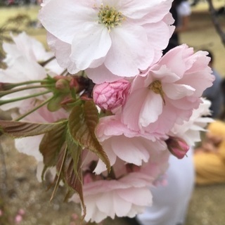 京都❃❀❁✿✾お花見 - 豊島区