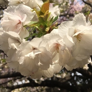 京都❃❀❁✿✾お花見 - 友達