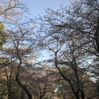 4/7(土)14:00～　上野公園でお花見　20-30人でお友達作りオフ会　参加者大募集！お友達同士OK！ - 台東区