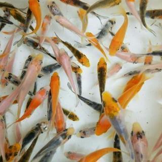 錦鯉の稚魚 5～15cm【5匹】