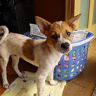 とっても人なつっこい3カ月の元気な子犬（男の子）です！！