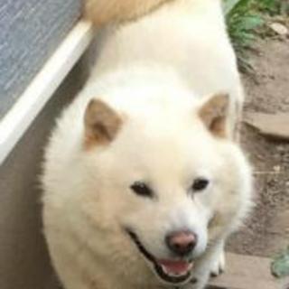 いなくなった犬を探してます！！