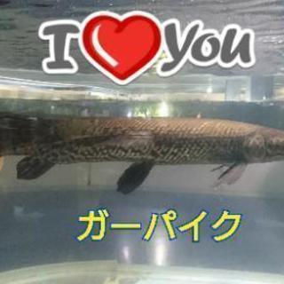 熱帯魚 古代魚・ガーパイク仲間募集☆