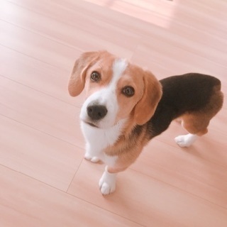 急募！お願いします！