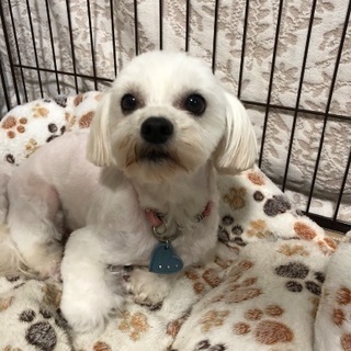 6歳マルチーズ小町ちゃん