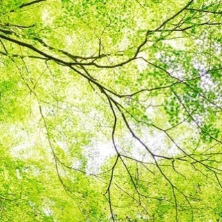 【イベントのご案内】野点～新緑のお茶会～
