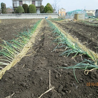 野菜作りに興味ある友