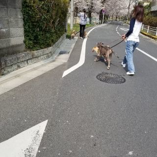 ５月３日・４日福生市中央公園　ミュージックロジスト - 西多摩郡