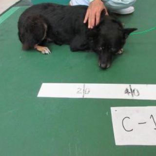 ③ 沖縄の収容犬、期限4/9まで🐶