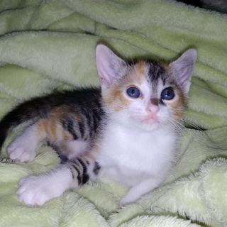 ４匹、子猫の里親募集します。