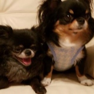 犬友募集してます