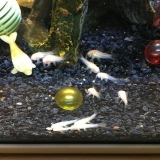 【熱帯魚】白コリドラス稚魚の画像