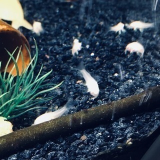 【熱帯魚】白コリドラス稚魚 - その他