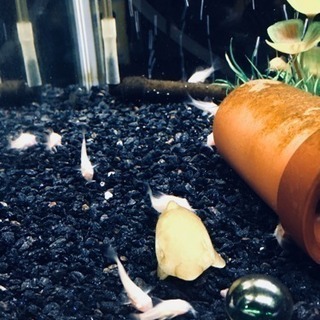 【熱帯魚】白コリドラス稚魚 - 名古屋市
