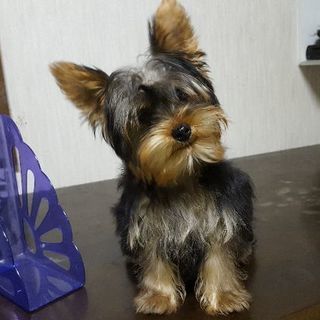 ヨークシャーテリア　里親募集