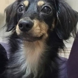 飼って頂ける方探しています。