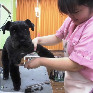 ４月生まだまだ間に合います！神戸愛犬美容専門学院の画像