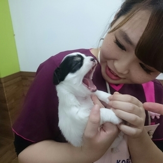 ４月生まだまだ間に合います！神戸愛犬美容専門学院の画像